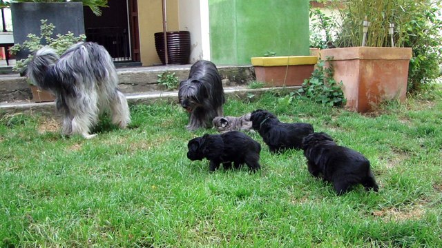 Les Terres du Kerala / Elevage de Berger des Pyrénées