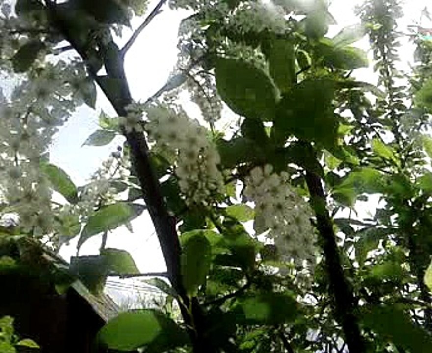 Flori de mălin