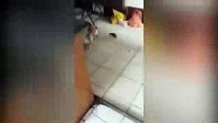 unbelievable. mouse huntινγ cat (very funny)