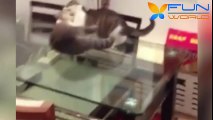Amazing Cat Fight Caught on Camera Perfect Hold Around The Neck