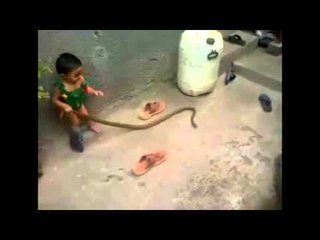 OMG !! Baby Caught Cobra In Hands - Funny Whatsapp Video 2016 | WhatsApp Video Funny 2016 | Funny Fails 2016 | Viral Video