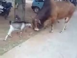 Funny Brave Goat Fighting With Cow - Amazing Video - Funny Whatsapp Video 2016 | WhatsApp Video Funny 2016 | Funny Fails 2016 | Viral Video