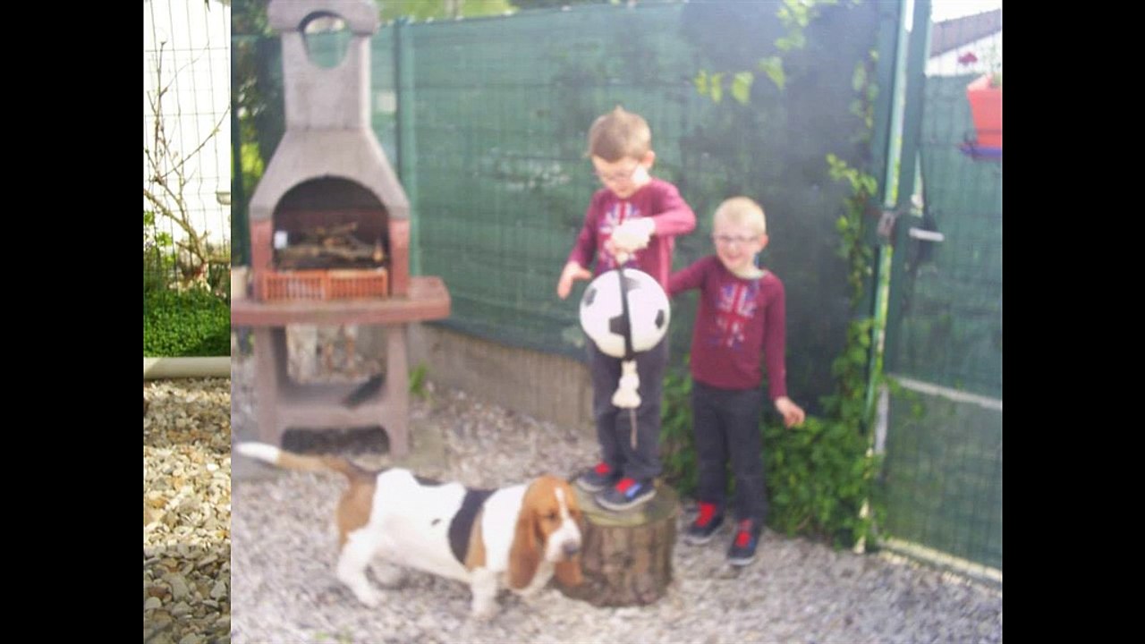 JOLIE MON AMOUR DE BASSET HOUND