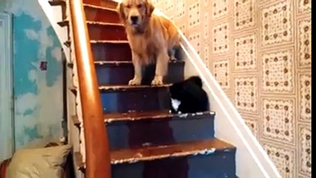 Деликатная собака. Смешные приколы собаки кошки