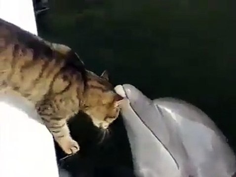 Дельфинокошачья дружба. Смешные приколы кошки дельфины