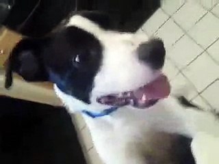 Harlee - Available for Adoption!