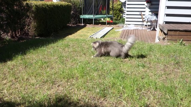 Ce chat devient fou à suivre le jet d'eau dans le jardin !