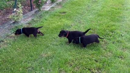 Chiots beauceron de la cité des senteurs 820