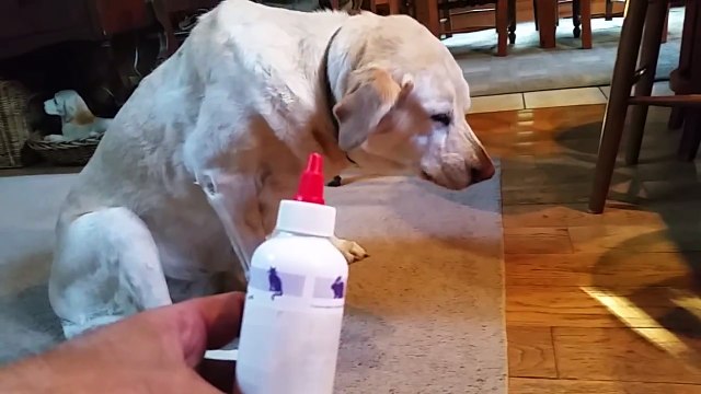 Уморительное зрелище! Пес всем своим видом показывает, что не хочет принимать лекарство.