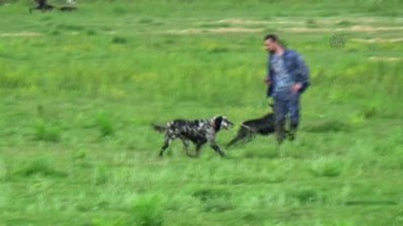 Fermalı Av Köpekleri ve Korucu Irklar Güzellik Yarışması - Zonguldak