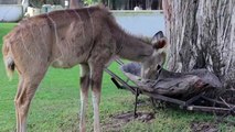 È Stata Trovata Smarrita In Strada, Ma Guardate Come Vive Oggi... Wow!