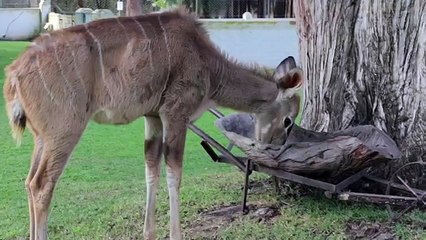 È Stata Trovata Smarrita In Strada, Ma Guardate Come Vive Oggi... Wow!