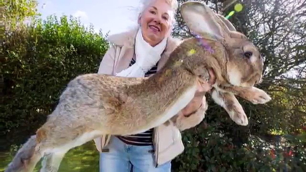 biggest animal in the world