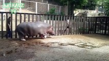 Cute Hippo Beggy Plays with his Keeper In Tbilisi Zoo