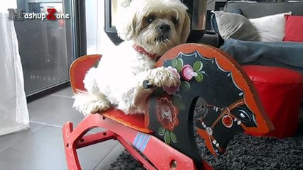 Funny Dogs Acting Like Humans Compilation 2016 || NEW HD