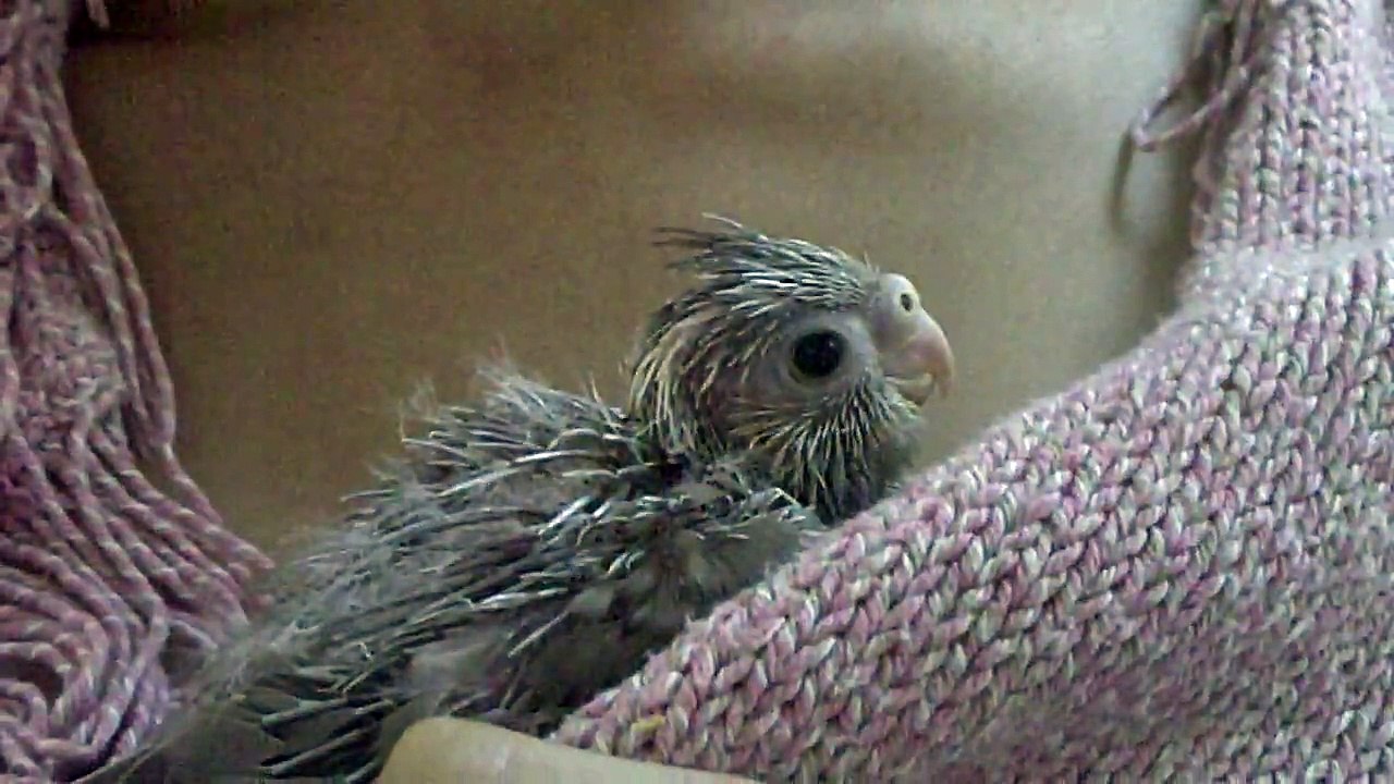 Bebe Calopsitte 22 Jours Apres Repas Video Dailymotion