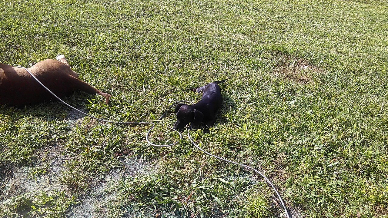 Lilly's way of saying she doesn't wanna go inside