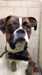 When you pick your dog up from the vet and he gives you that look