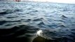 dolphins in arabian sea off gateway of india mumbai