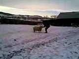 Russian Combat ram Boris Attack. In Soviet Russia sheep fights with you. The Best of Youtube