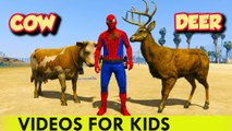SPIDERMAN ET ANIMAUX Cartoon pour Enfants & Comptines Chansons pour enfants