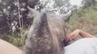 Orphaned Rhino Calf Cuddles With Veterinary Nurse
