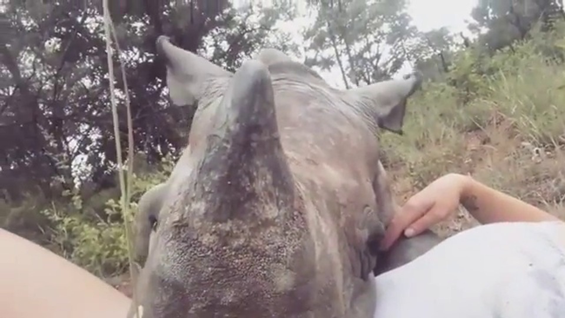 ⁣Orphaned Rhino Calf Cuddles With Veterinary Nurse