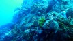 Black Tip Reef Shark - Cozumel (Palancar Bricks) 1-25-12