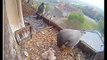 Derby Cathedral Peregrines 09 26 feeding FOUR fluffy chicks 7th May 2016