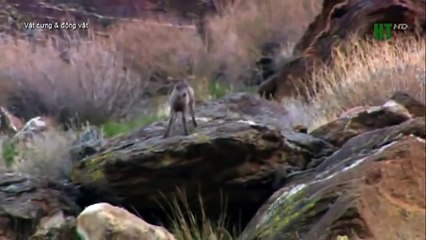 When angry animals attack humans - Funny Compilation (15)