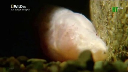 When angry animals attack humans - Funny Compilation (27)