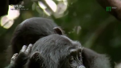 When angry animals attack humans - Funny Compilation (30)