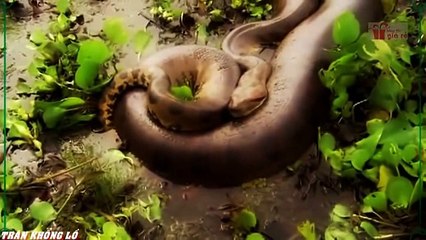 When angry animals attack humans - Funny Compilation (31)