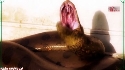 When angry animals attack humans - Funny Compilation (32)