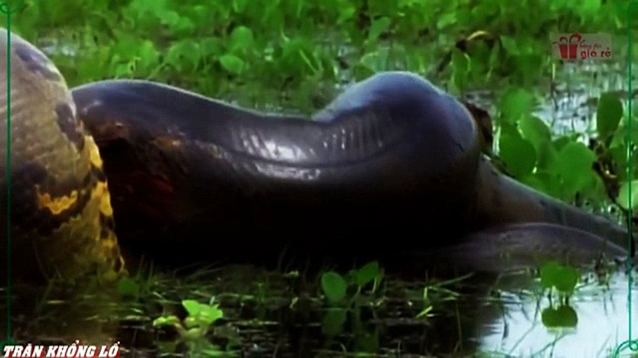 When angry animals attack humans - Funny Compilation (39)