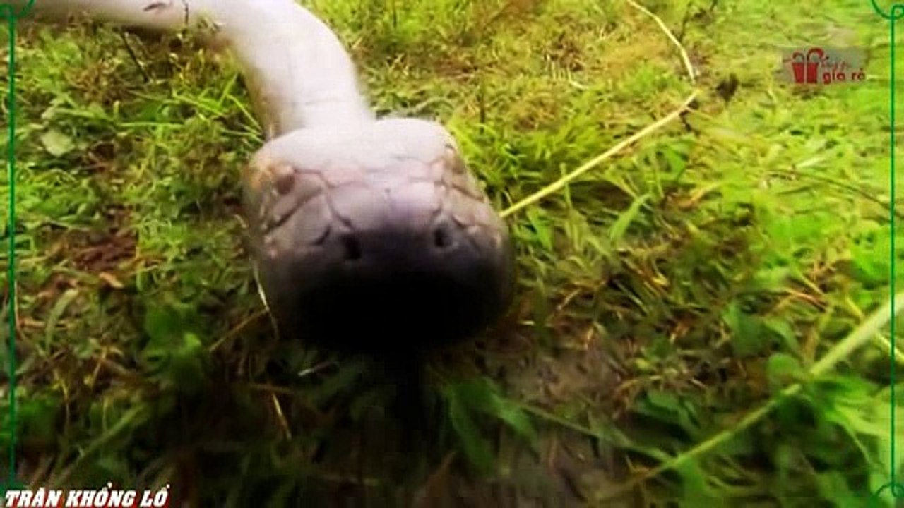When angry animals attack humans - Funny Compilation (40)
