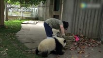 Deux pandas géants assez joueurs refusent de laisser la femme de ménage faire son travail chez eux.