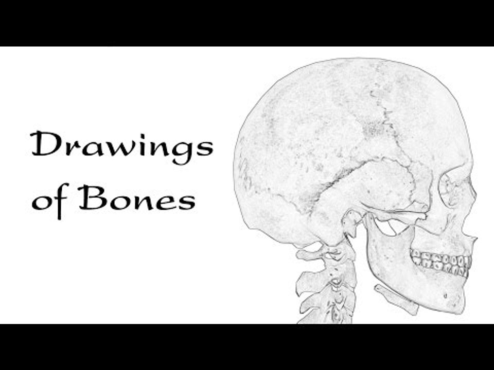 Drawings of Bones