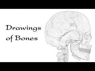 Drawings of Bones