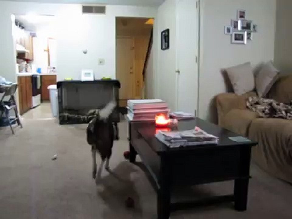 This Dog Is Waiting For His Owner To Come Home ... When The Door Opens_ Speechless!