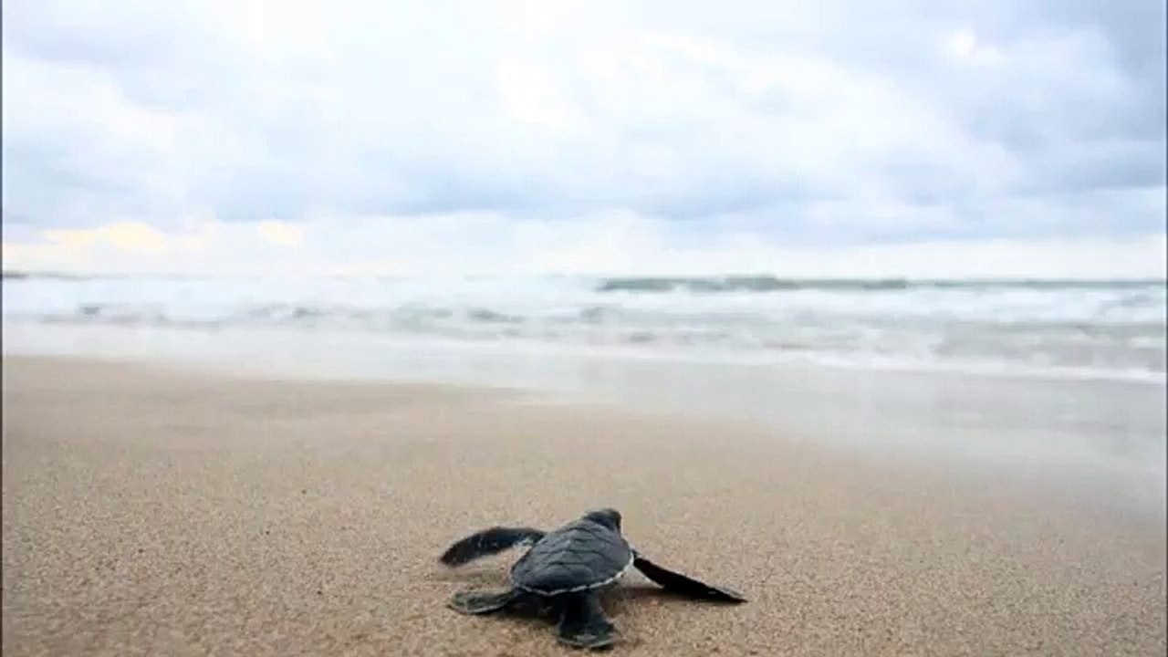 【作業用BGM】BGM