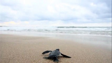 【作業用BGM】BGM