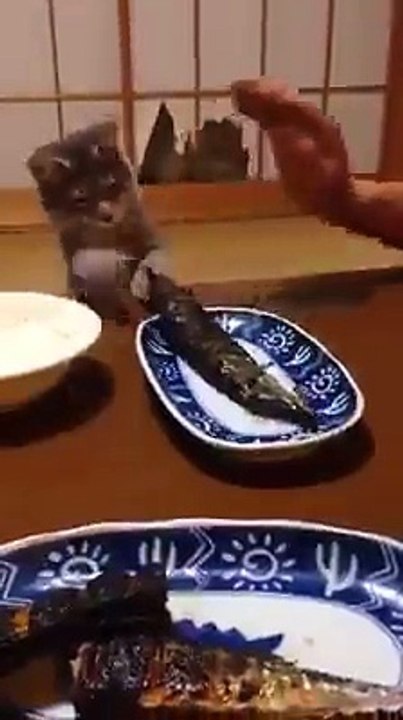 먹고싶은고양이