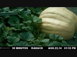 Pousse d'une citrouille géante de 550kgs en timelapse