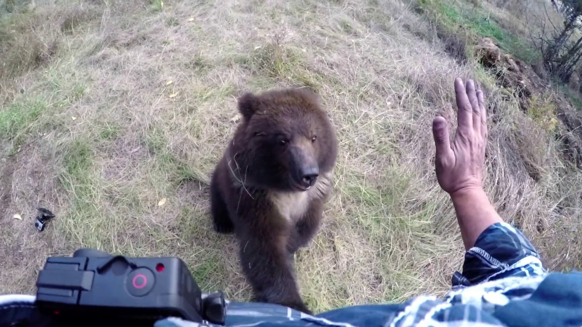 Un Bebe Ours Grizzly Orphelin Joue Avec Ce Dresseur Et Apprend A Vivre Video Dailymotion
