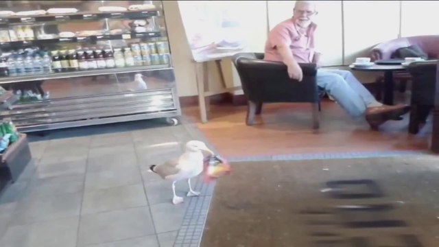 Une mouette vole un paquet de chips en marchant dans un café !