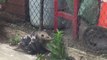 10 bébés Opossum accrochés sur le dos de leur maman qui se balade