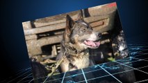 2016.05 Sled dog training Norrland Husky