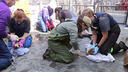 El Niño menace les phoques de Californie