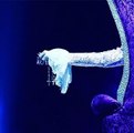 Madonna Billboard Music Awards 2016 Prince Tribute Nothing Compares 2 U / HD audio